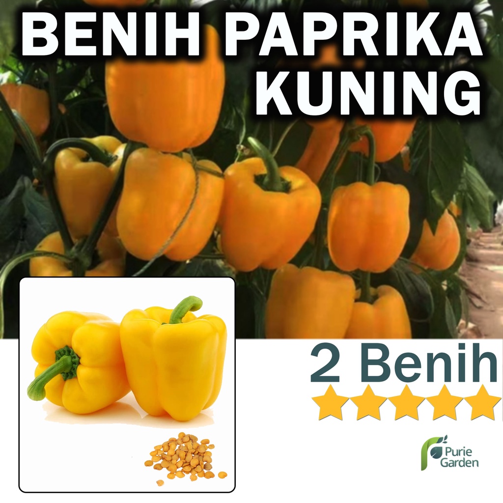 Benih Bibit Paprika Kuning 2 Benih Dua Ribuan PG KDR