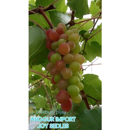 SIAP COD ANGGUR IMPORT JOY SEDLES ANGGUR IMPORT TANPA BIJI
