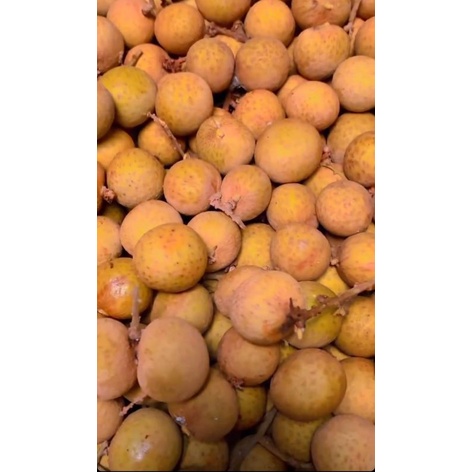 

KELENGKENG SUPER 1KG PROMO SUPER MURAH