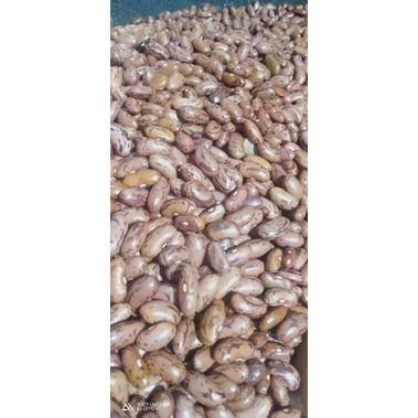 

kacang merah impor