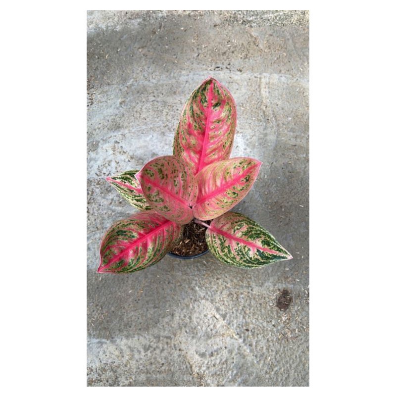 Bunga aglonema widuri super