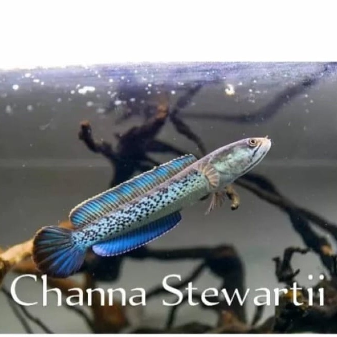 Stewarti Karbialong Size 7-9cm Original Cana Murah COD