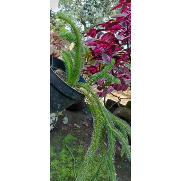 tanaman ekor tupai, anggrek ekor tupai, anggrek buntut bajing