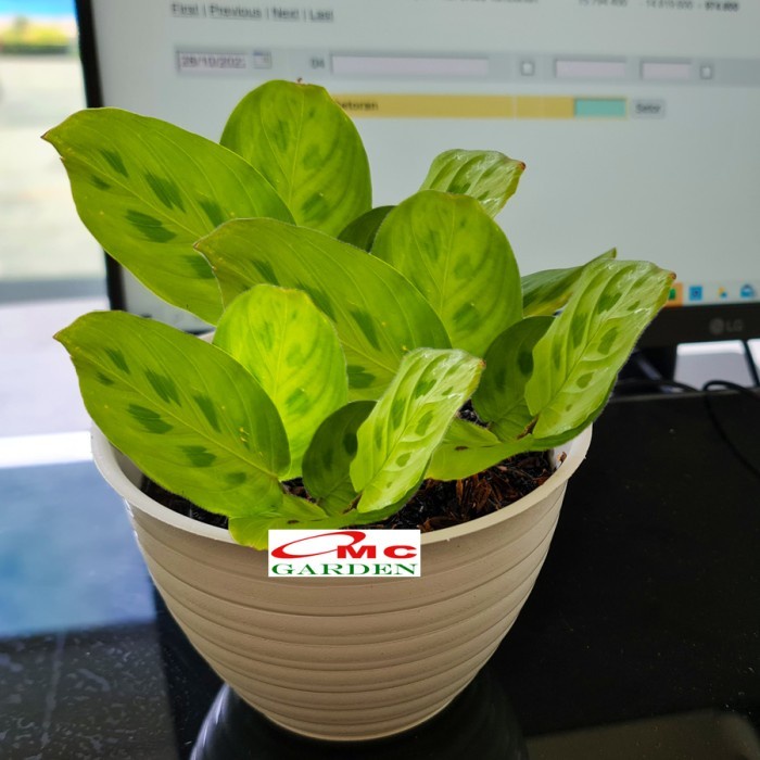 Calathea Levonero Kalatea Calatea Kalathea CLT-LEV-001