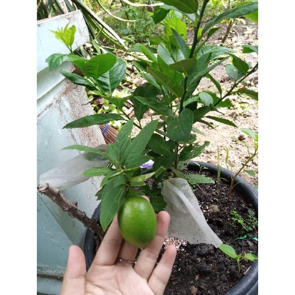 lemon lokal sudah berbuah