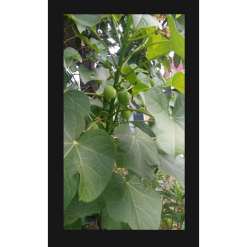 

Daun jarak segar 1kg
