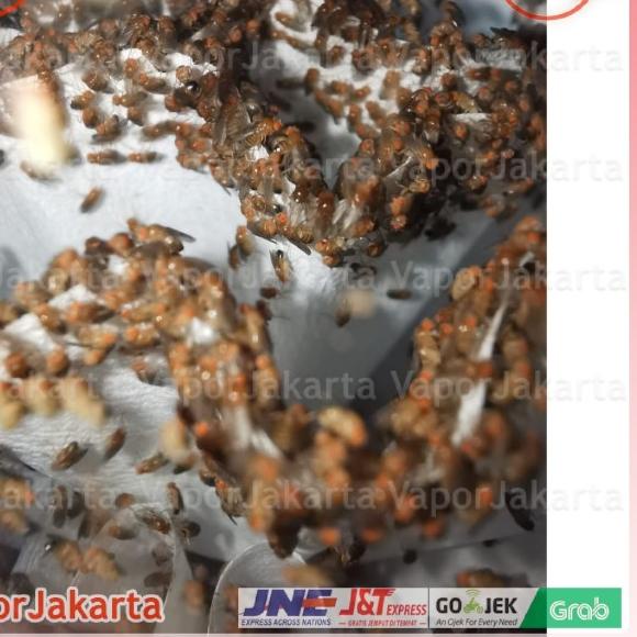 Drosophila Melanogaster Lalat Buah - Dart Frog ()