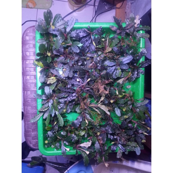 Bucephalandra medium batangan tanaman aquascapee