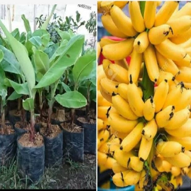 Pisang Emas - Pisang Mas - Bibit Tanaman Buah Pisang Emas GG22
