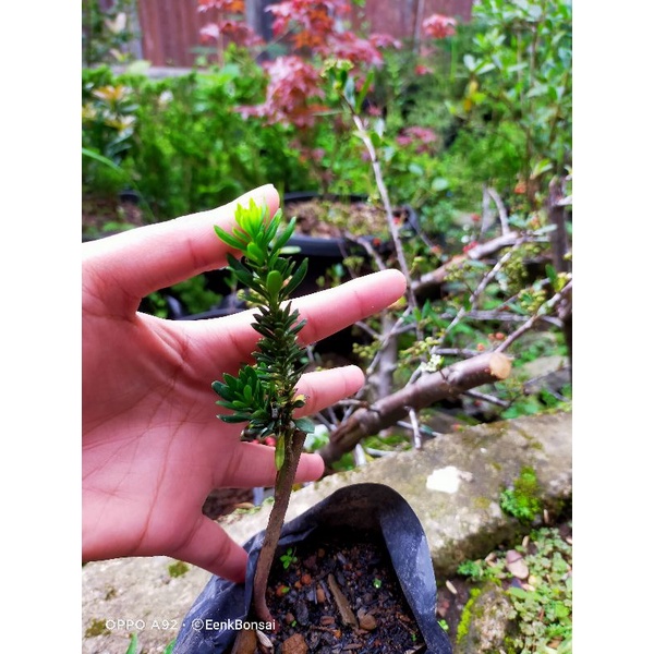 Lohansung Airbrush Kecil/ Lohansung Mikro Kecil