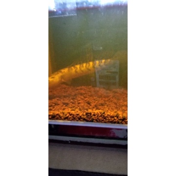 Channa.maru.size.16-15cm