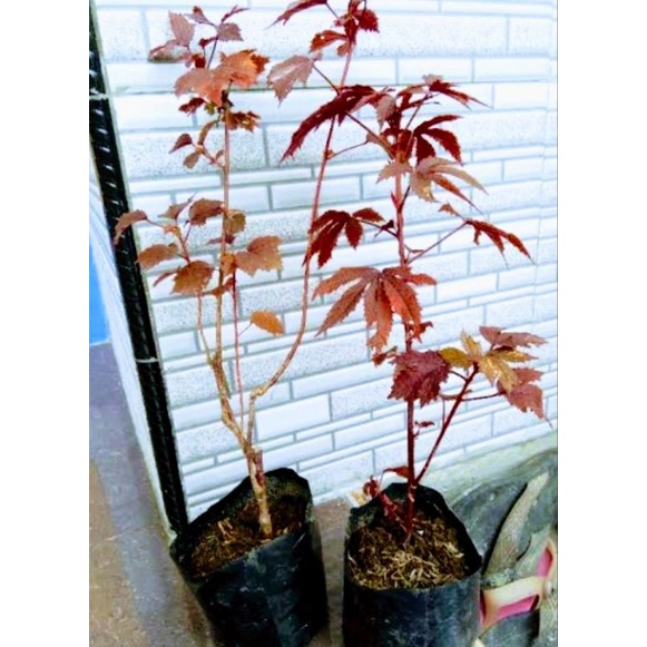 Bibit Tanaman Red Panama