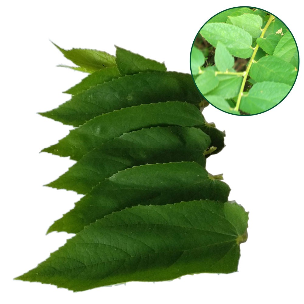 

daun kersen segar talok ceri (muntingia calabura)