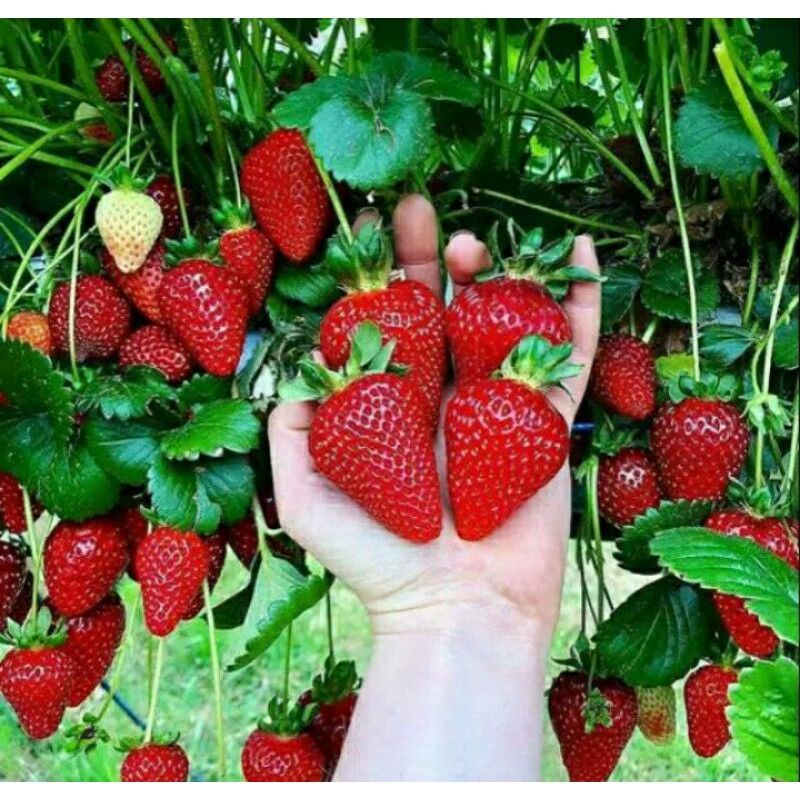 Bibit strawberry california jumbo