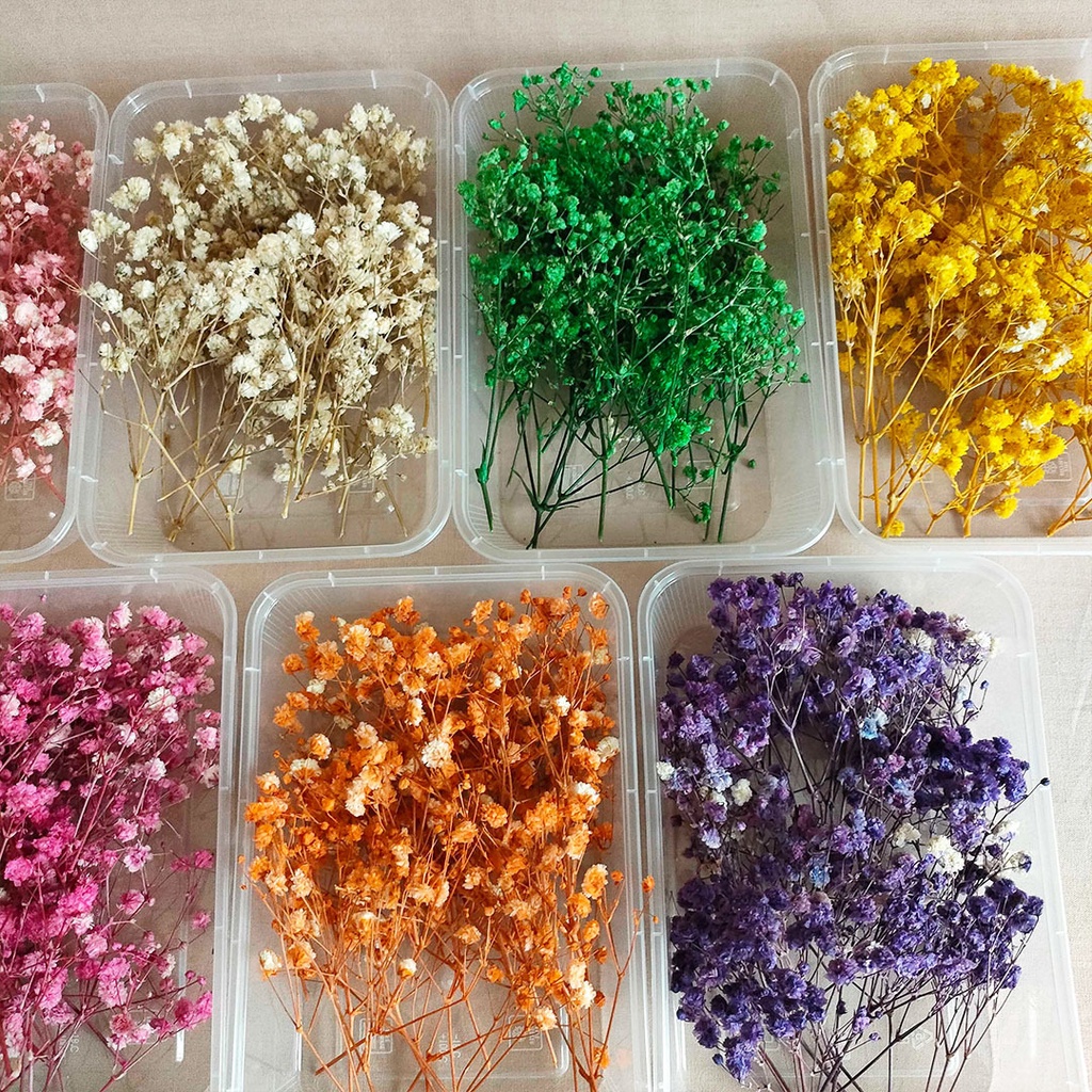 Preserved Real Touch Premium Baby's Breath Gypsophila Box Bunga Kering Asli Hias Dekorasi