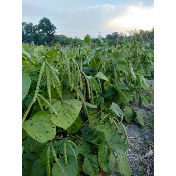 BIO7 PUPUK CAIR ORGANIK BIOAKTIFATOR ORIGINAL