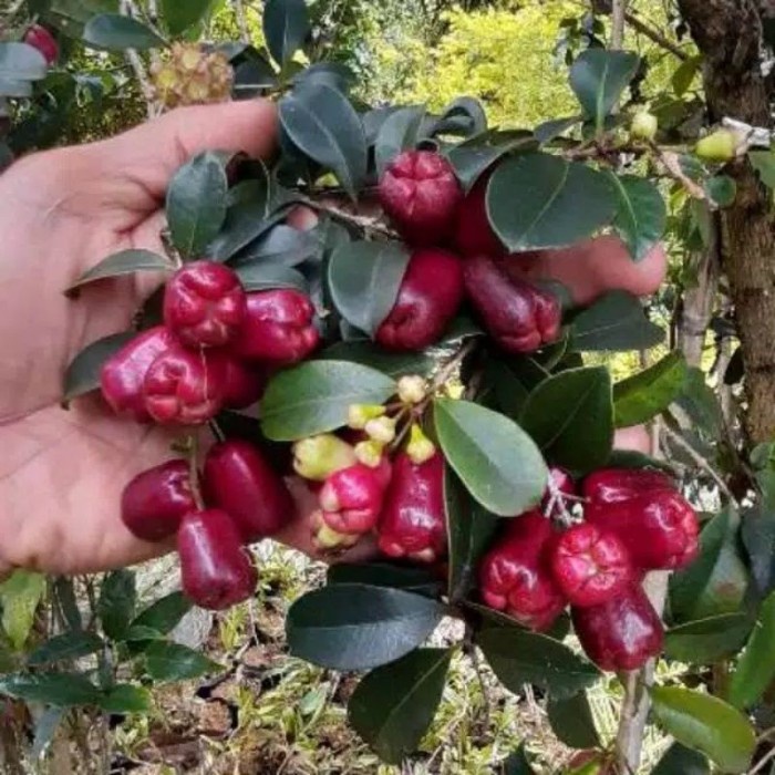 Bibit Tanaman Jambu Lili Pily aa33