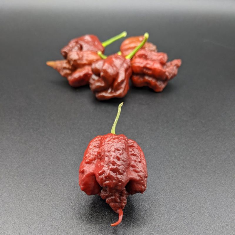 3 Biji - Benih Cabe CHOCOLATE CAROLINA REAPER, Terpedas di dunia