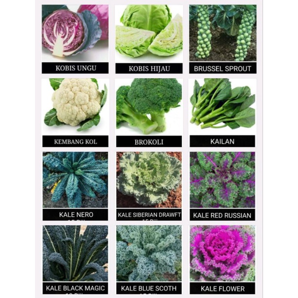 Benih sayur KOL & KALE