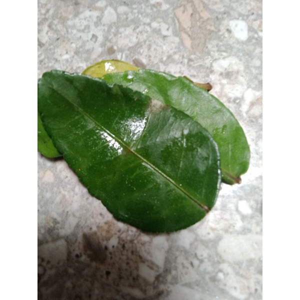 

daun jeruk purut