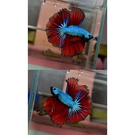 HALFMOON JUMBO SIZ L-XL