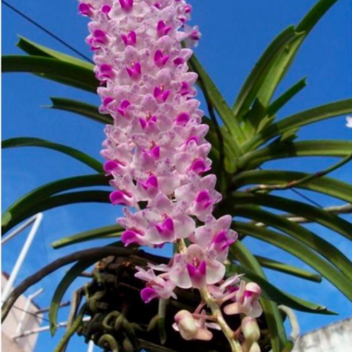 promo BIBIT anggrek Ekor tupai anakan