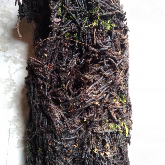 pakis lempeng besar terbaik