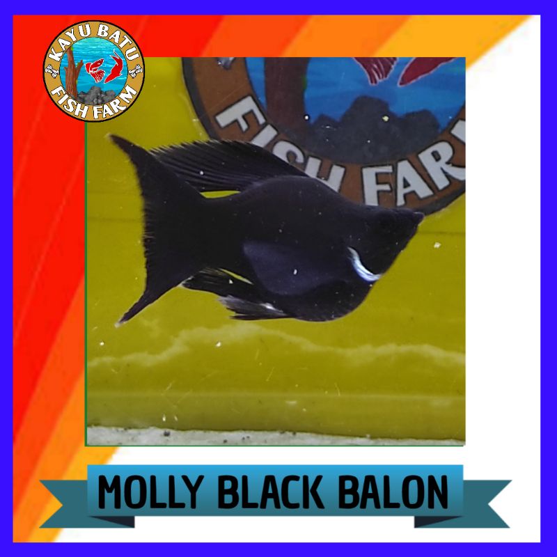 

GAMBAR..IKAN..MOLLY..BLACK..BALON