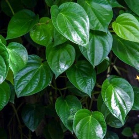 

DAUN SIRIH SEGAR (50 lembar), TANPA PENARUH BAHAN KIMIA (obat herbal)