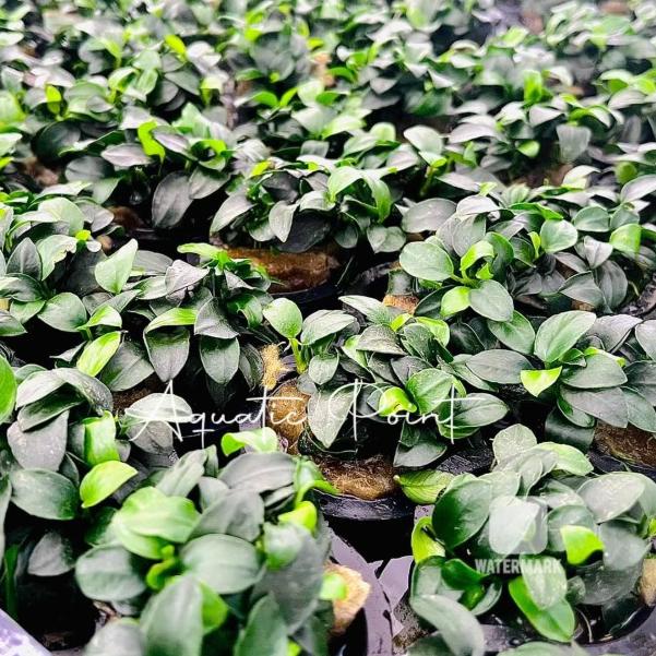 Anubias PETITE