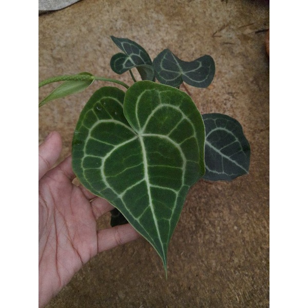 Tanaman hias anthurium clarinervium dark form