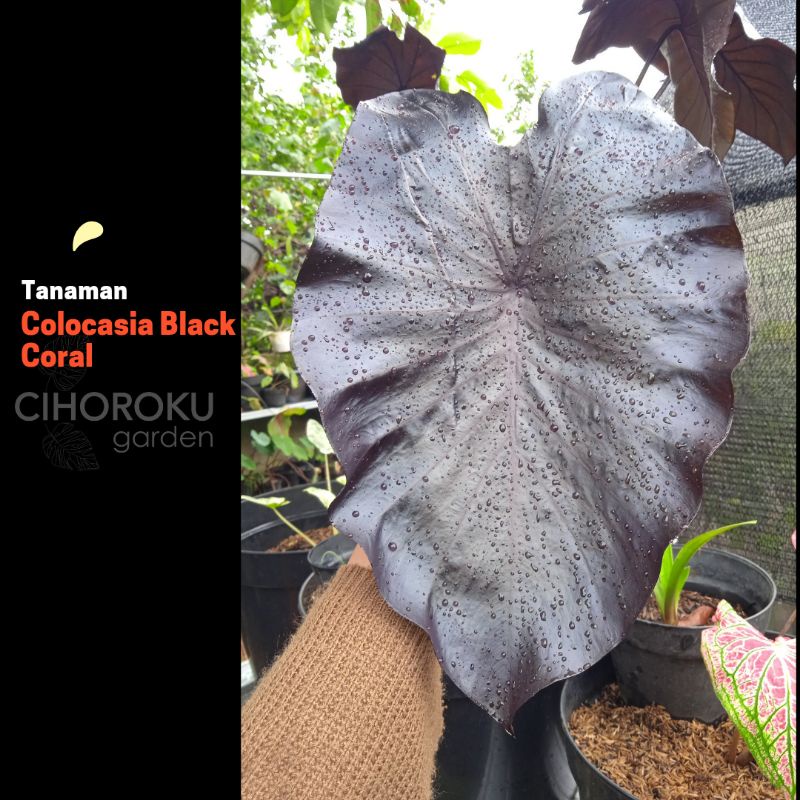Colocasia Black Coral
