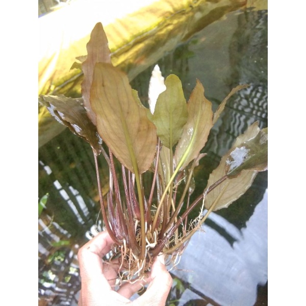 criptocoryne helbida wabikusa akuarium