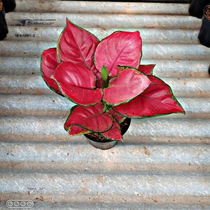aglonema red anjamani jumbo