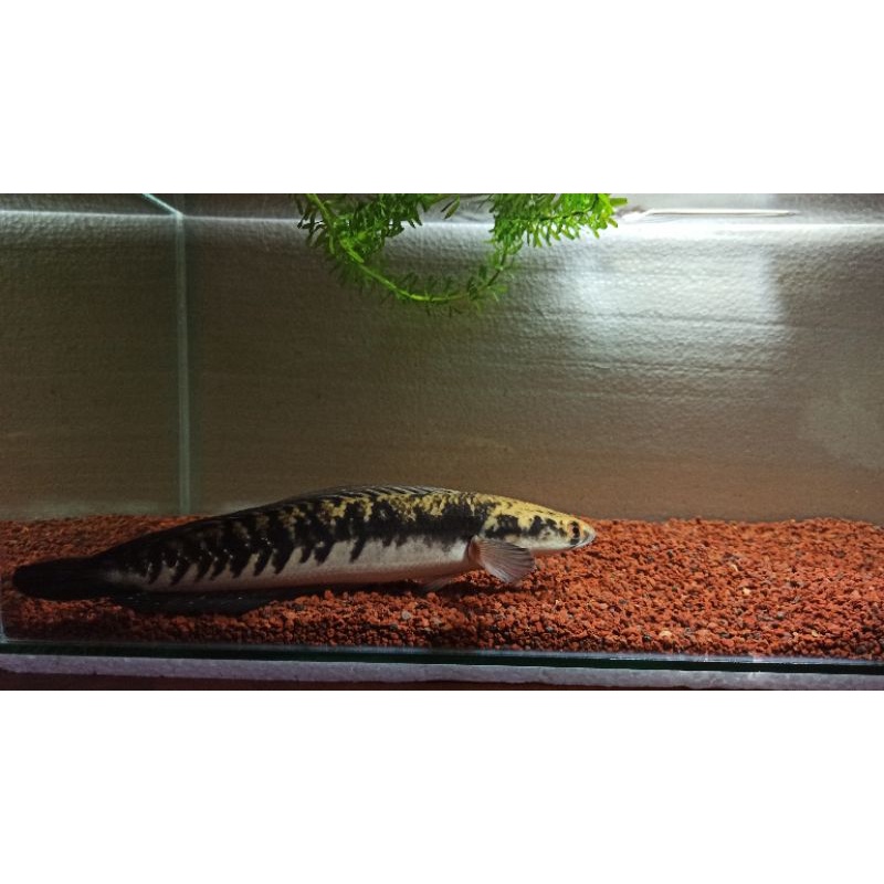 Channa Maru Yellowsentarum