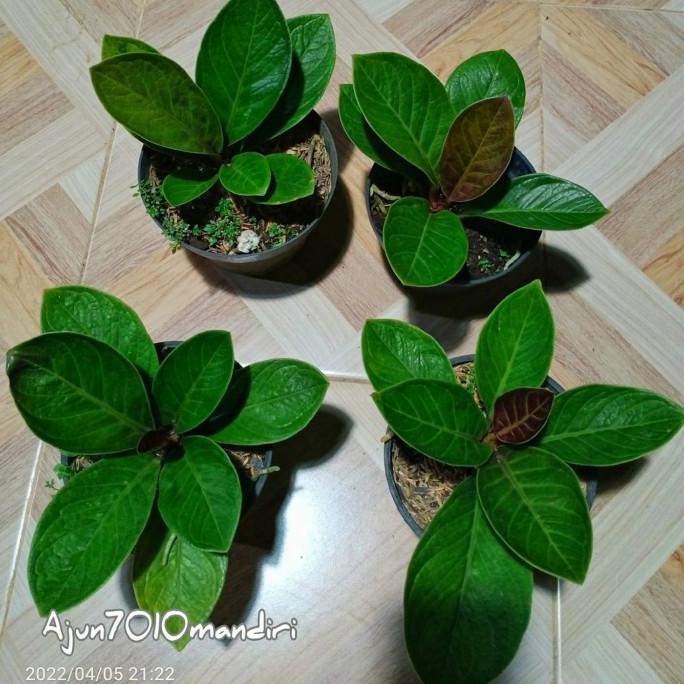 anthurium jemani mangkok tornado