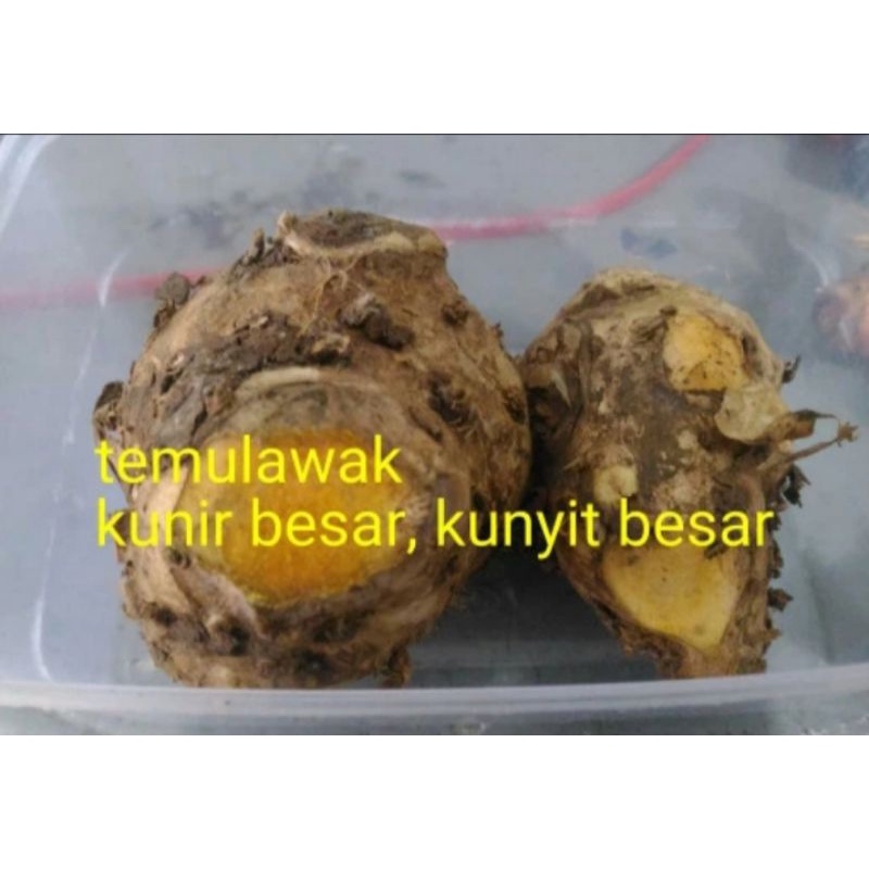 

kunyit, kunir besar temulawak