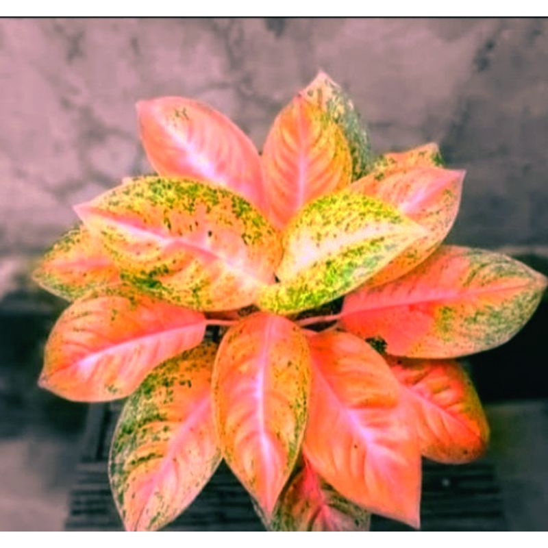 AGLONEMA LULAIWAN/BIGROY - bibit anakan daun 2-4 lembar tanaman hias bunga