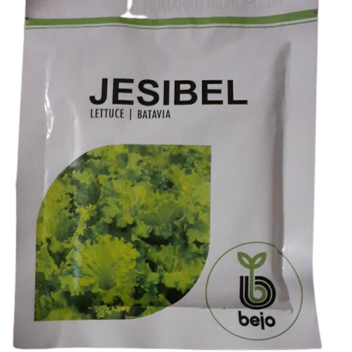 Benih Bibit Selada Jesibel 1000 Biji Bejo Batavia Lettuce Hidroponik