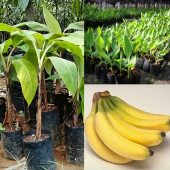 bibit pohon pisang cavendish sunpride GG22