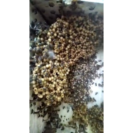 Trigona kelanceng/kelulut jenis LEVICEP