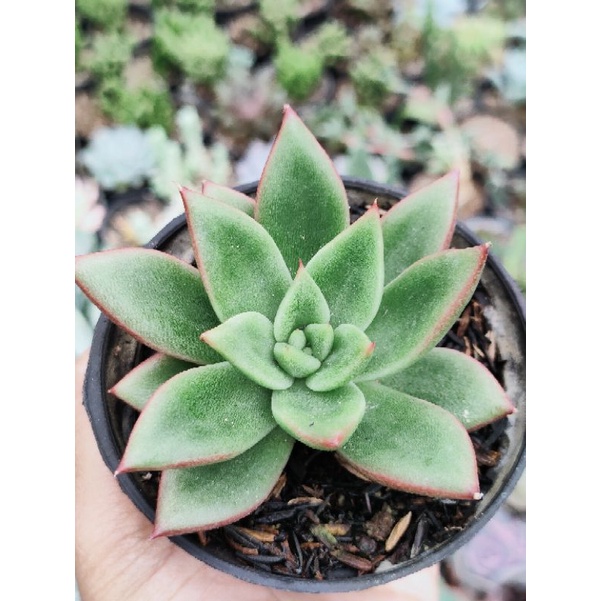 Sekulen agavoides lokal