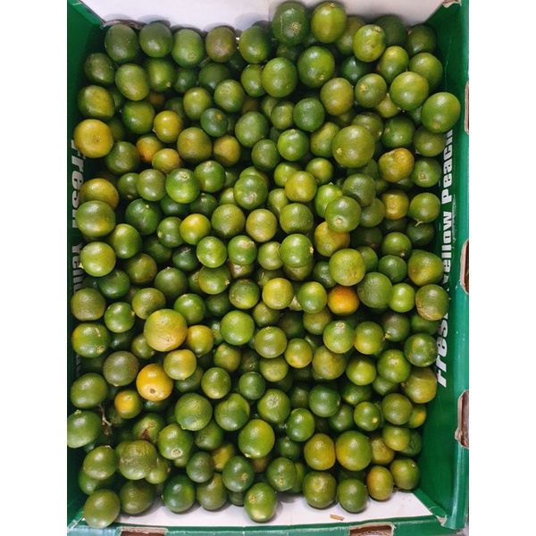 

Jeruk Sonkit / Jeruk Kietna / Jeruk Kunci / Jeruk Kasturi / Lemon Cui 250gr