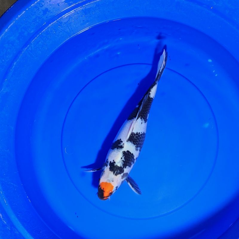 ikan koi tancho showa  asal blitar SKD004