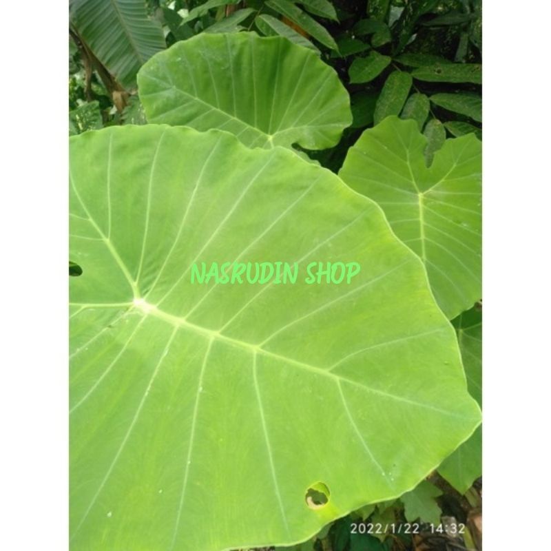 KELADI PADANG Colocasia gigantea / TALAS PADANG / KEMUMU ANAKAN BONGGOL