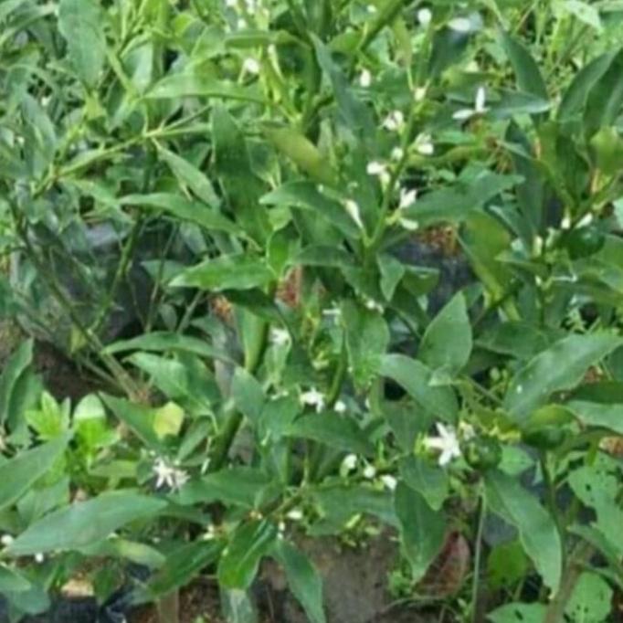 joss Bibit jeruk santang madu berbunga/berbuah hasil okulasi asli viral