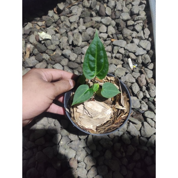 anthurium papilaminum X one