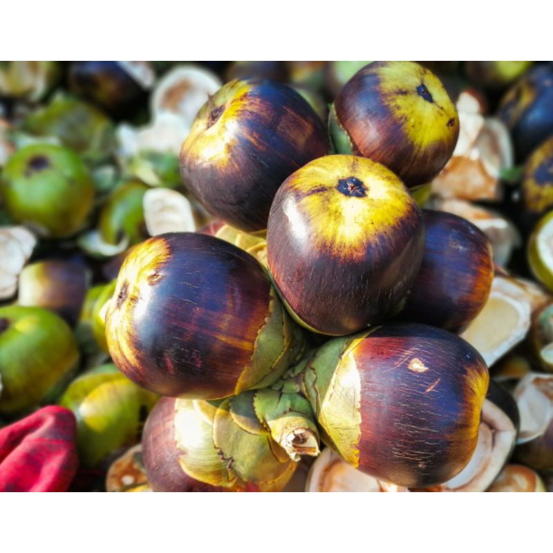 

buah lontar utuh untuk kirim ke luar kota | 1 buah berisi 3 biji daging buah