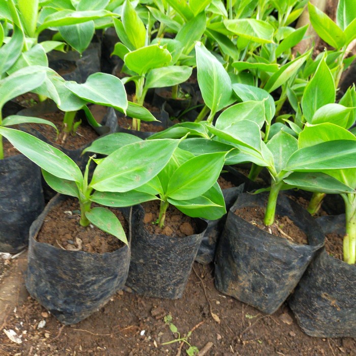 PROMO.. BELI 10 Bibit Pohon Pisang Cavendish Bonus 1 FF11