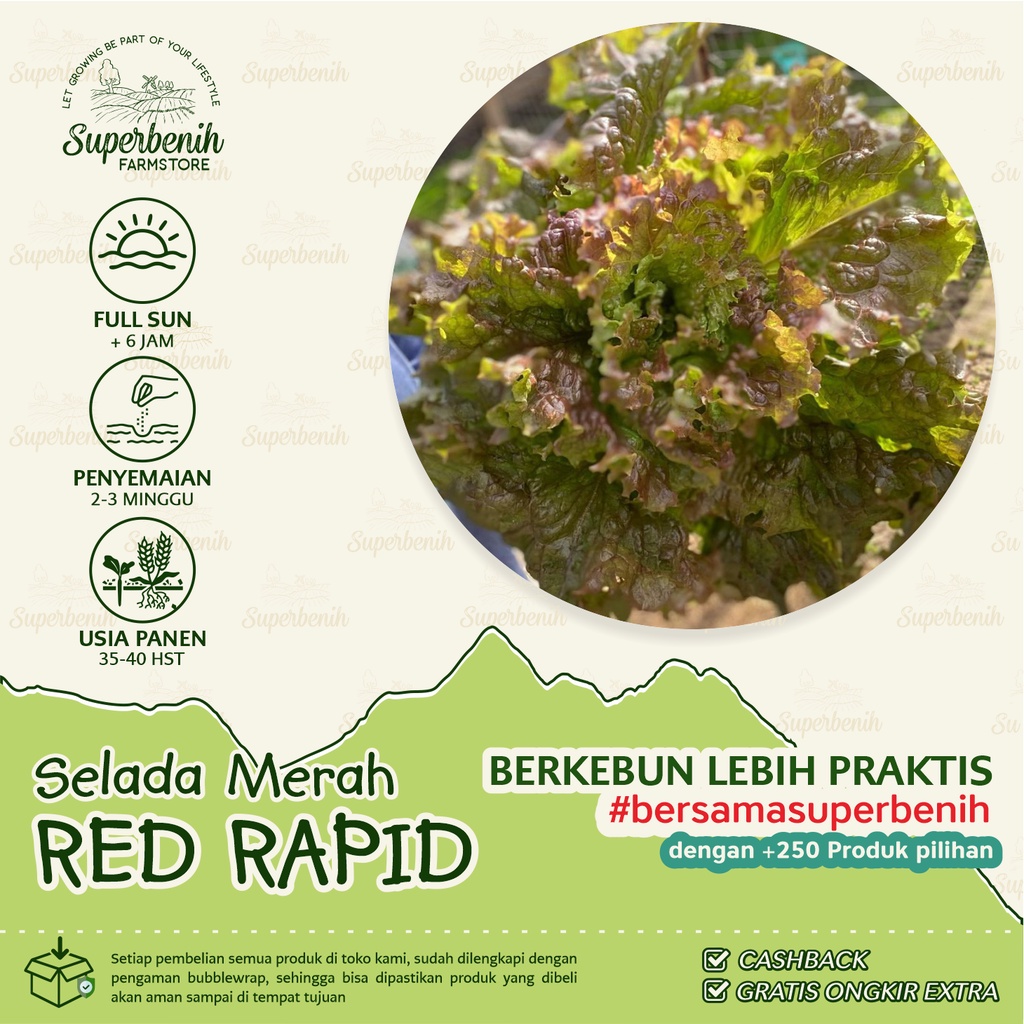 150 biji - Benih Selada Keriting Merah RED RAPID